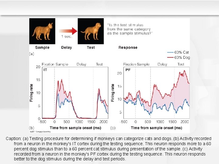 Caption: (a) Testing procedure for determining if monkeys can categorize cats and dogs. (b) Caption: (a) Testing procedure for determining if monkeys can categorize cats and dogs. (b)