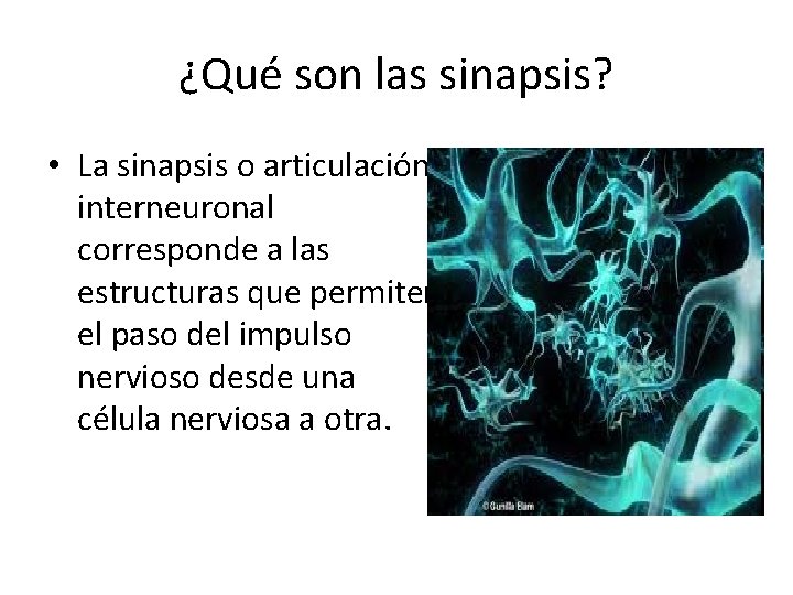 ¿Qué son las sinapsis? • La sinapsis o articulación interneuronal corresponde a las estructuras