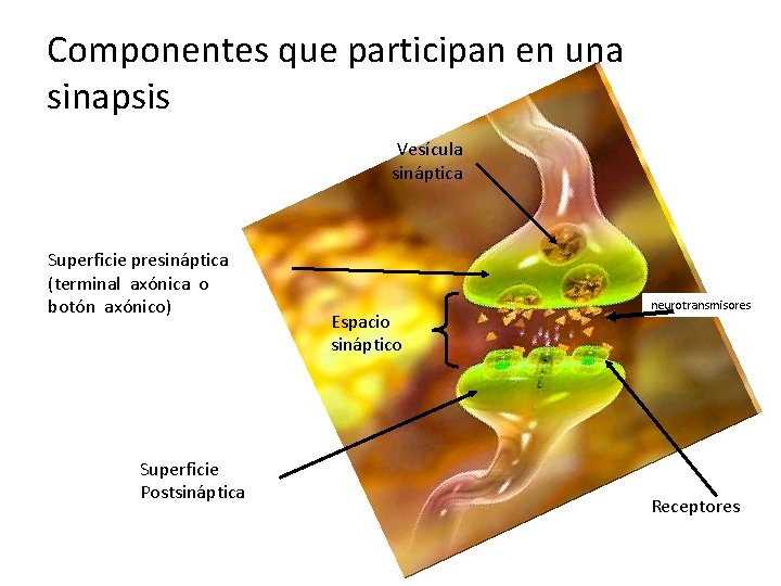 Componentes que participan en una sinapsis Vesícula sináptica Superficie presináptica (terminal axónica o botón