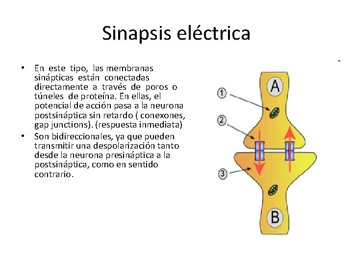 Sinapsis eléctrica • En este tipo, las membranas sinápticas están conectadas directamente a través