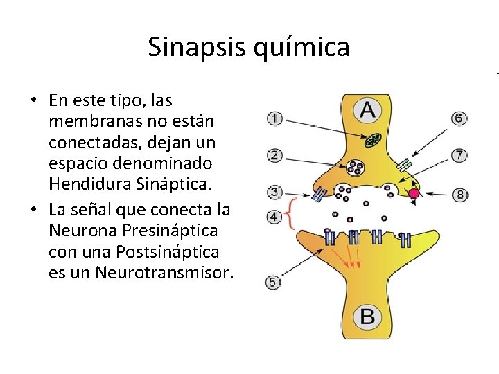 Sinapsis química • En este tipo, las membranas no están conectadas, dejan un espacio