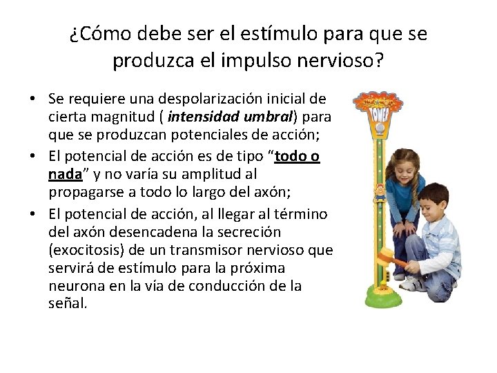 ¿Cómo debe ser el estímulo para que se produzca el impulso nervioso? • Se ¿Cómo debe ser el estímulo para que se produzca el impulso nervioso? • Se
