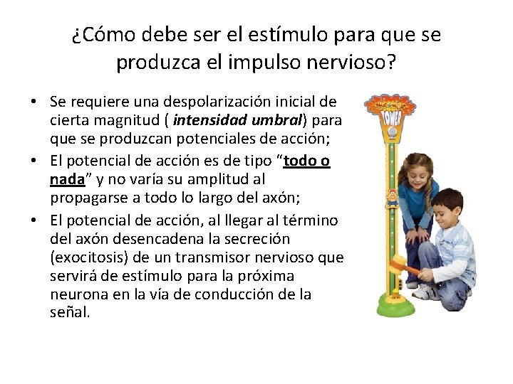 ¿Cómo debe ser el estímulo para que se produzca el impulso nervioso? • Se