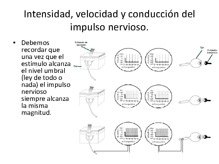 Intensidad, velocidad y conducción del impulso nervioso. • Debemos recordar que una vez que