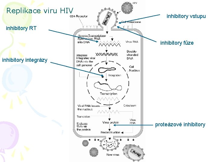 Replikace viru HIV inhibitory vstupu inhibitory RT inhibitory fůze inhibitory integrázy proteázové inhibitory 