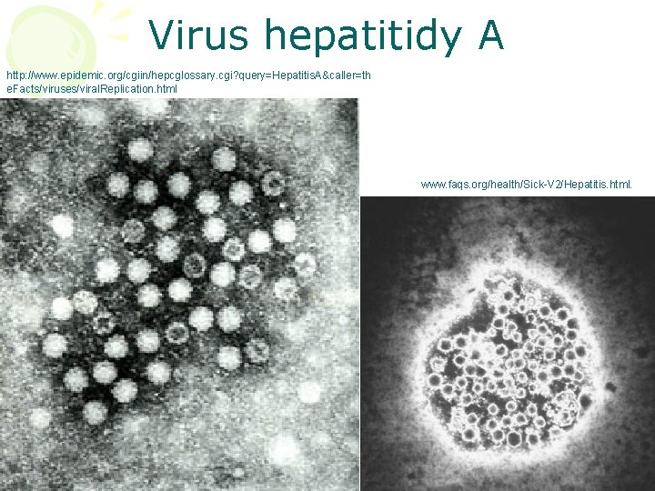 Virus hepatitidy A http: //www. epidemic. org/cgiin/hepcglossary. cgi? query=Hepatitis. A&caller=th e. Facts/viruses/viral. Replication. html