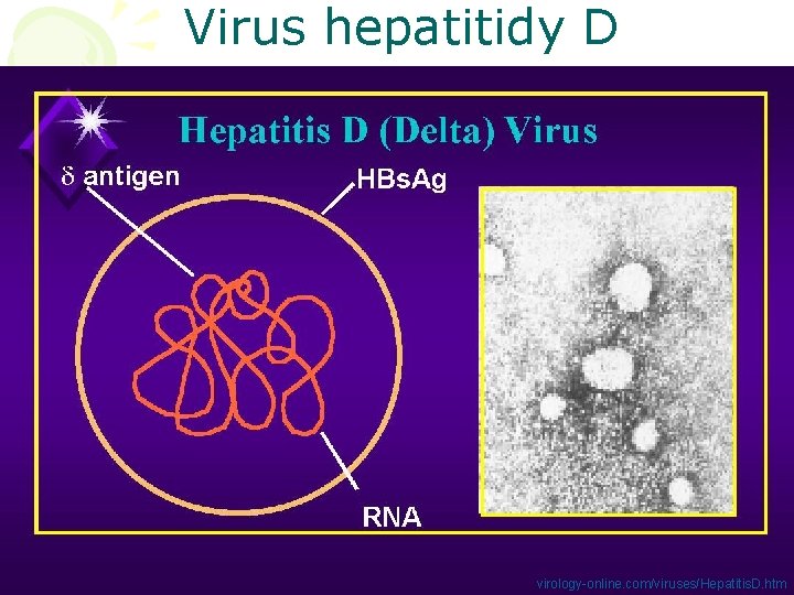 Virus hepatitidy D virology-online. com/viruses/Hepatitis. D. htm 