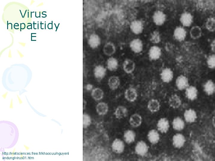 Virus hepatitidy E http: //vietsciences. free. fr/khaocuu/nguyenl andung/virus 01. htm 