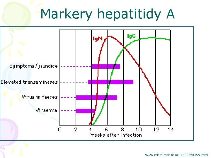 Markery hepatitidy A www-micro. msb. le. ac. uk/3035/HAV. html. 