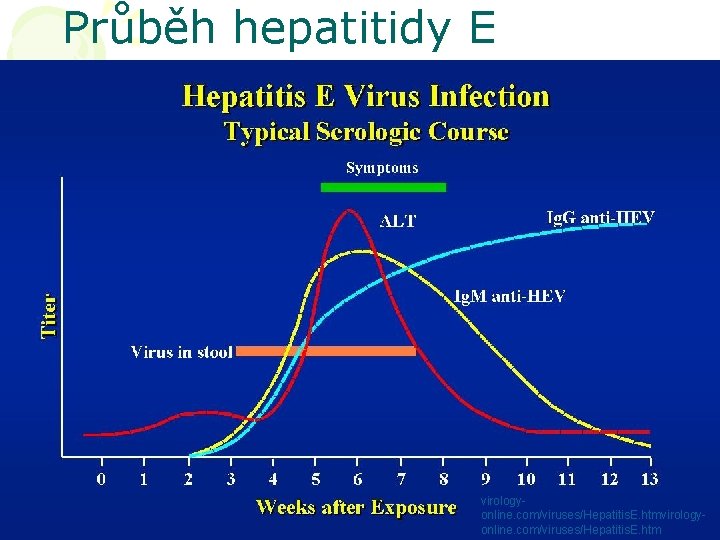 Průběh hepatitidy E virologyonline. com/viruses/Hepatitis. E. htm 