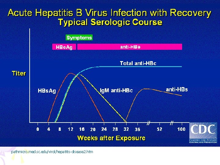 pathmicro. med. sc. edu/virol/hepatitis-disease 2. htm 
