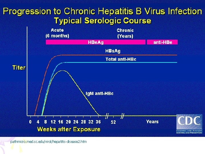 pathmicro. med. sc. edu/virol/hepatitis-disease 2. htm 