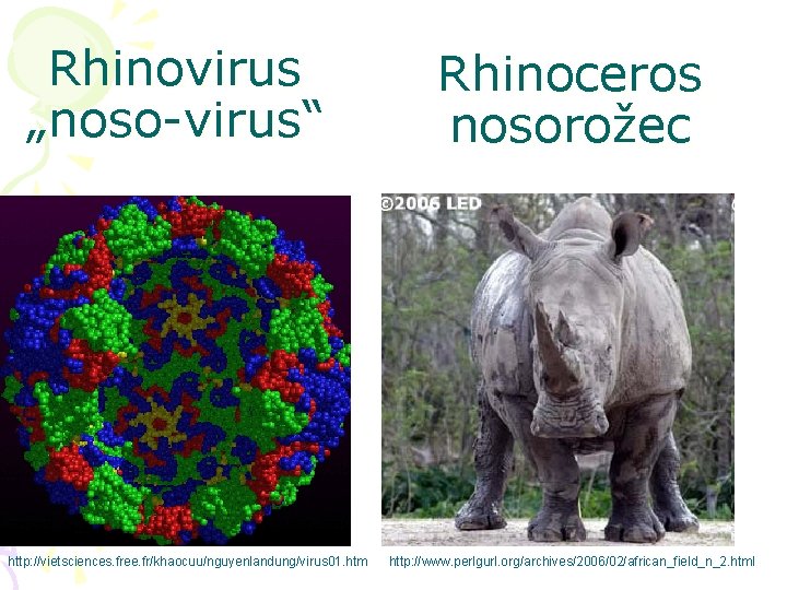 Rhinovirus „noso-virus“ http: //vietsciences. free. fr/khaocuu/nguyenlandung/virus 01. htm Rhinoceros nosorožec http: //www. perlgurl. org/archives/2006/02/african_field_n_2.