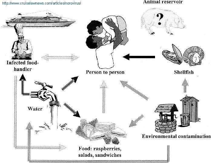 http: //www. cruiselawnews. com/articles/norovirus/ 