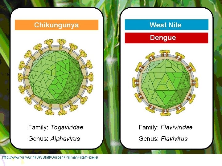 http: //www. vir. wur. nl/UK/Staff/Gorben+Pijlman+staff+page/ 