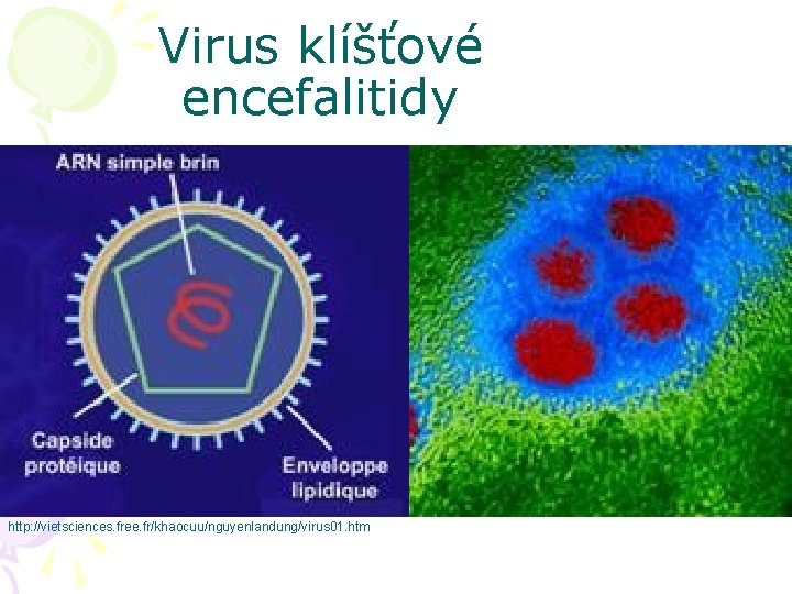 Virus klíšťové encefalitidy http: //vietsciences. free. fr/khaocuu/nguyenlandung/virus 01. htm 