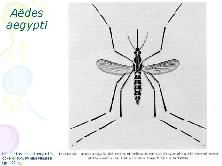 Aëdes aegypti http: //history. amedd. army. mil/b ooksdocs/wwii/Malaria/figures/ figure 22. jpg 