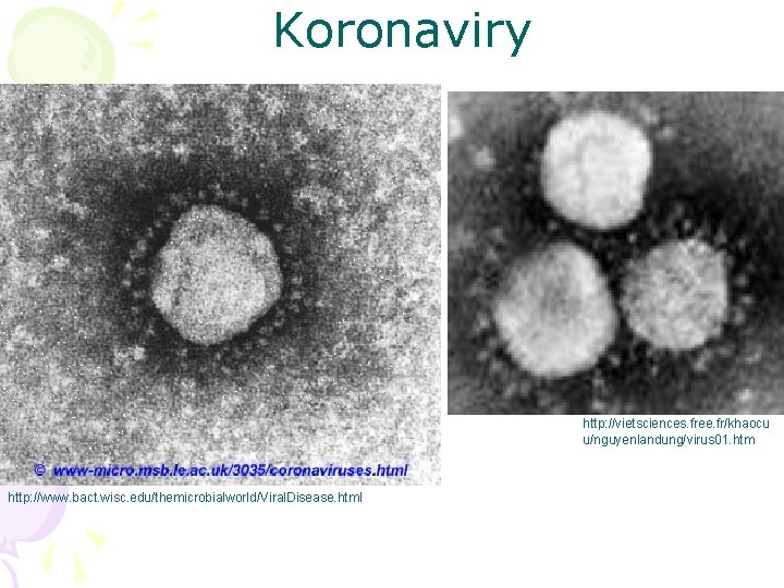 Koronaviry http: //vietsciences. free. fr/khaocu u/nguyenlandung/virus 01. htm http: //www. bact. wisc. edu/themicrobialworld/Viral. Disease.