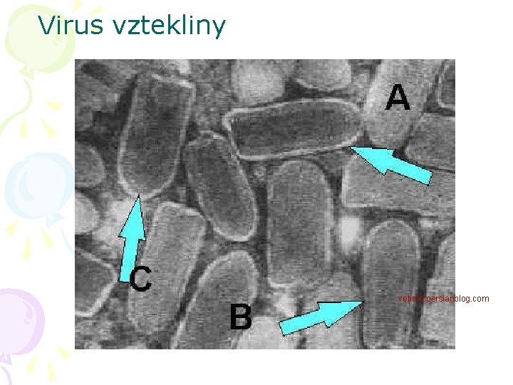 Virus vztekliny vetinfo. persianblog. com 