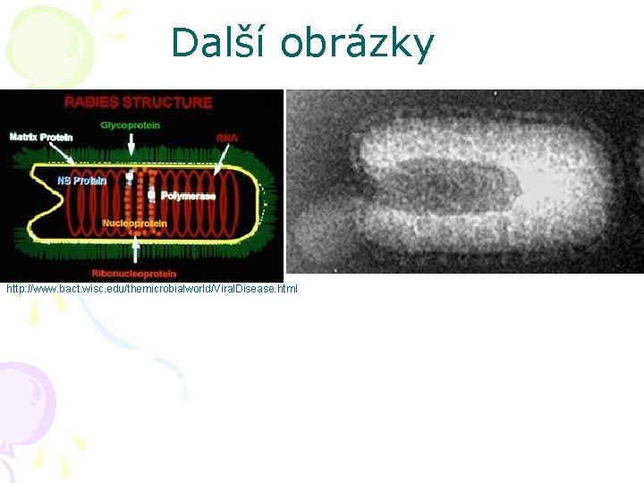 Další obrázky http: //www. bact. wisc. edu/themicrobialworld/Viral. Disease. html 