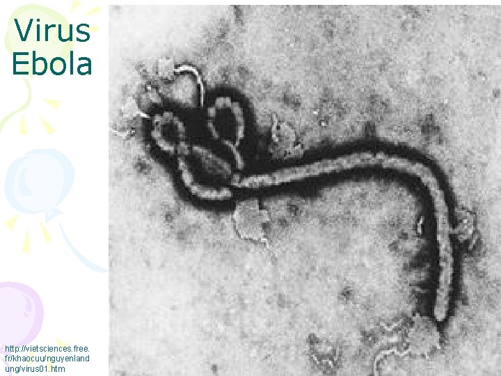 Virus Ebola http: //vietsciences. free. fr/khaocuu/nguyenland ung/virus 01. htm 