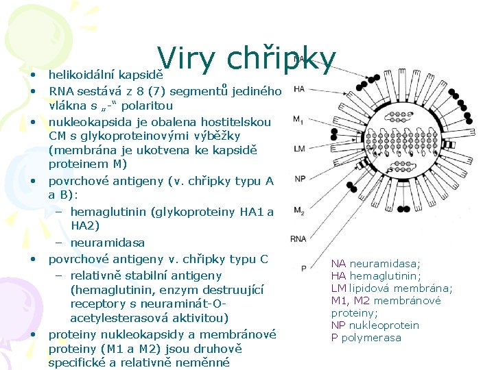 Viry chřipky • helikoidální kapsidě • RNA sestává z 8 (7) segmentů jediného vlákna