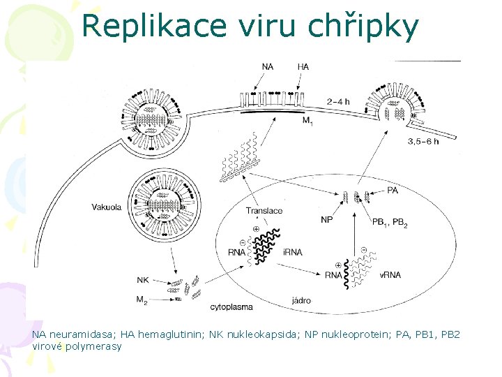 Replikace viru chřipky NA neuramidasa; HA hemaglutinin; NK nukleokapsida; NP nukleoprotein; PA, PB 1,