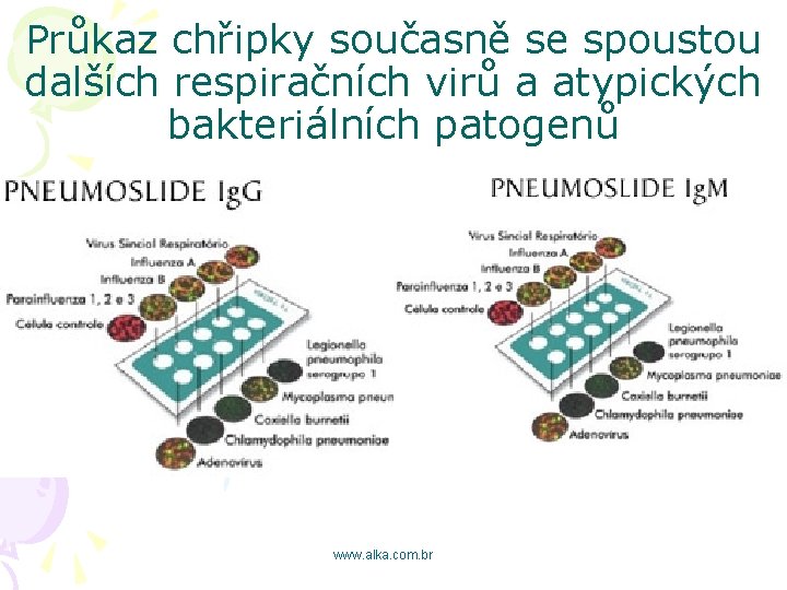 Průkaz chřipky současně se spoustou dalších respiračních virů a atypických bakteriálních patogenů www. alka.