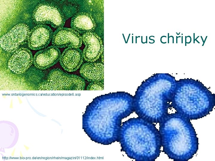 Virus chřipky www. ontariogenomics. ca/education/episode 6. asp http: //www. bio-pro. de/en/region/rhein/magazin/01112/index. html 