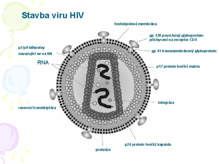 Stavba viru HIV fosfolipidová membrána gp 120 povrchový glykoprotein přichycení na receptor CD 4