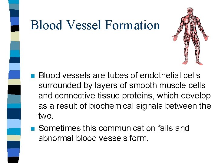 Blood Vessel Formation n n Blood vessels are tubes of endothelial cells surrounded by Blood Vessel Formation n n Blood vessels are tubes of endothelial cells surrounded by