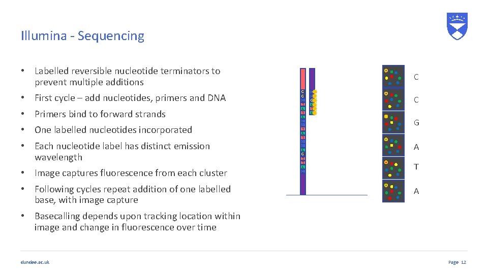 Illumina - Sequencing • Labelled reversible nucleotide terminators to prevent multiple additions • First