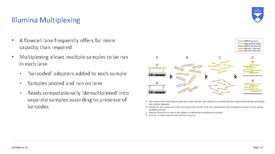 Illumina Multiplexing • A flowcell lane frequently offers far more capacity than required •