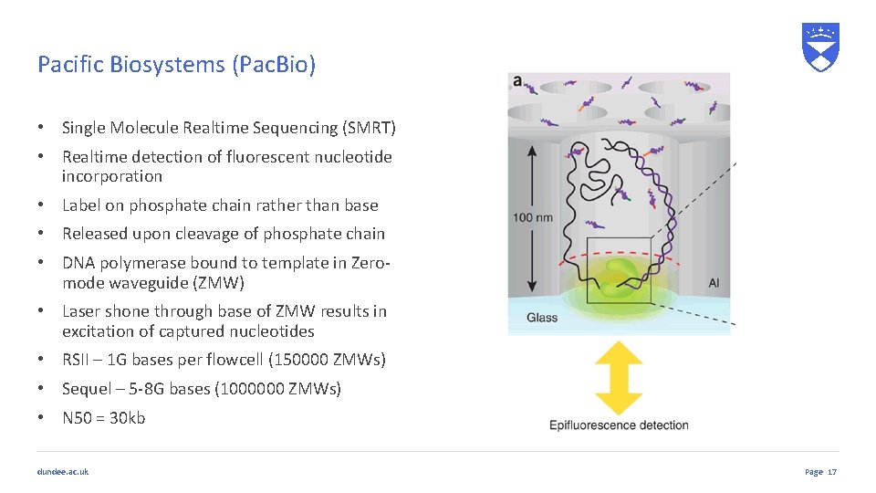 Pacific Biosystems (Pac. Bio) • Single Molecule Realtime Sequencing (SMRT) • Realtime detection of