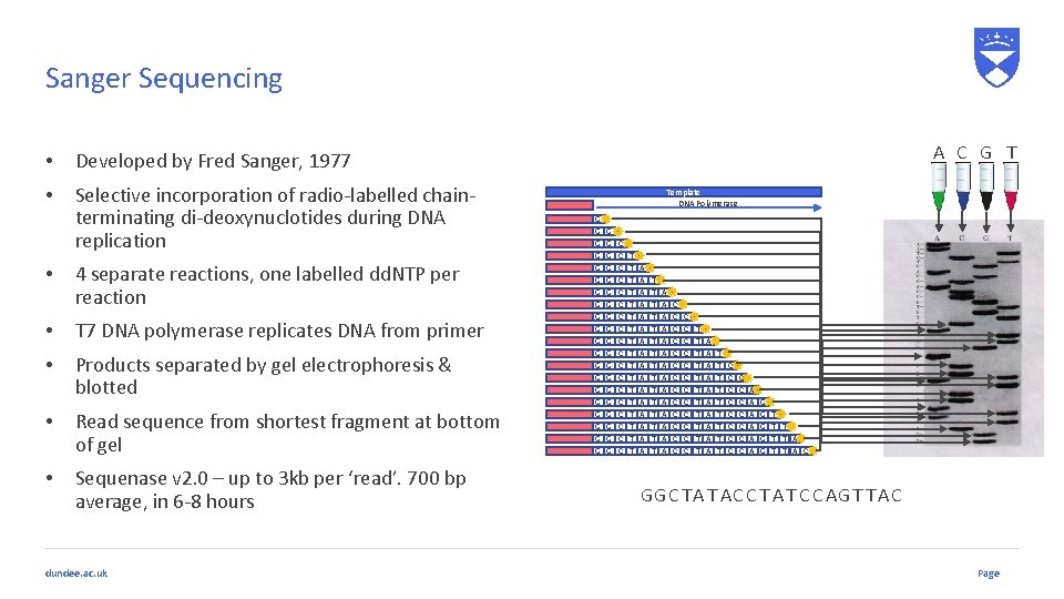 Sanger Sequencing • Developed by Fred Sanger, 1977 • Selective incorporation of radio-labelled chainterminating