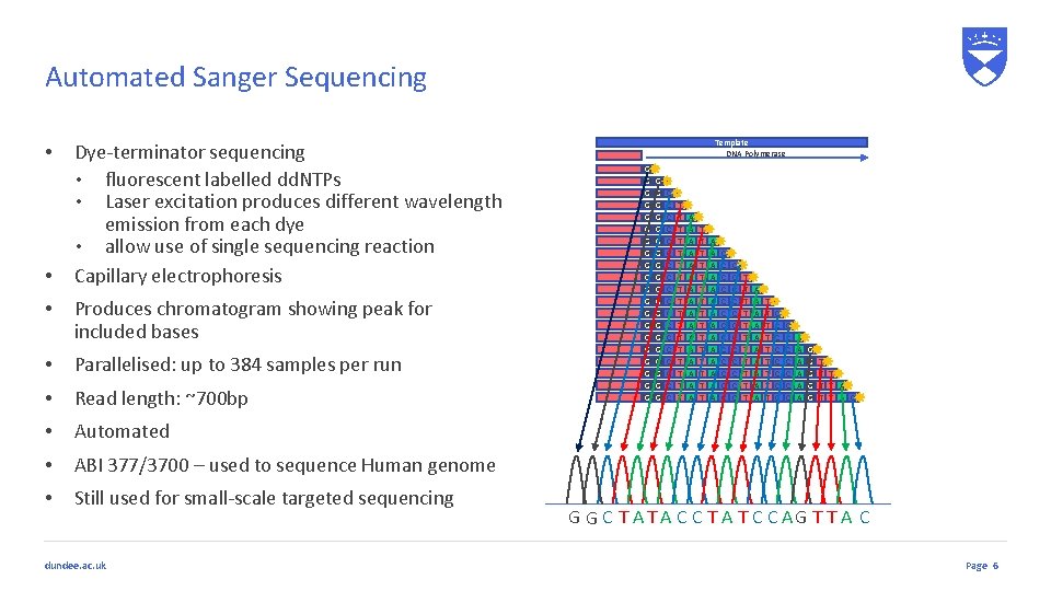 Automated Sanger Sequencing • • • Dye-terminator sequencing • fluorescent labelled dd. NTPs •