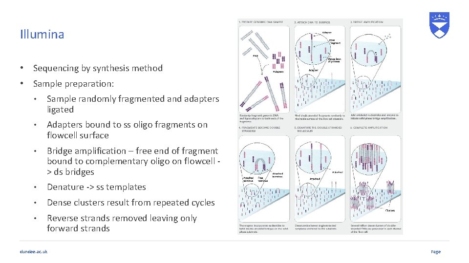 Illumina • Sequencing by synthesis method • Sample preparation: • Sample randomly fragmented and