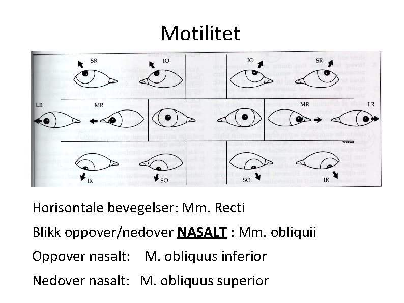 Motilitet Horisontale bevegelser: Mm. Recti Blikk oppover/nedover NASALT : Mm. obliquii Oppover nasalt: M.