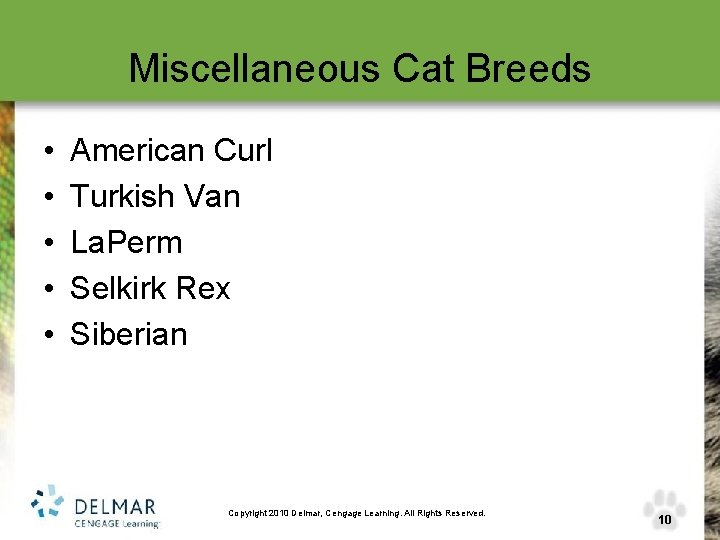 Miscellaneous Cat Breeds • • • American Curl Turkish Van La. Perm Selkirk Rex