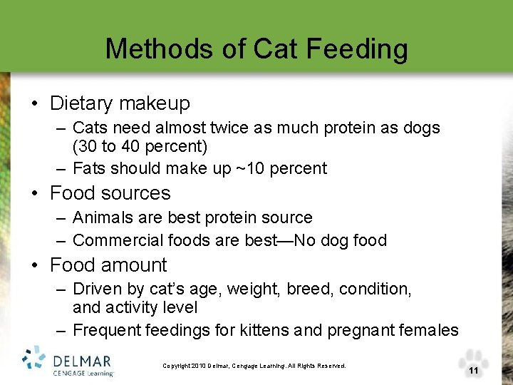 Methods of Cat Feeding • Dietary makeup – Cats need almost twice as much