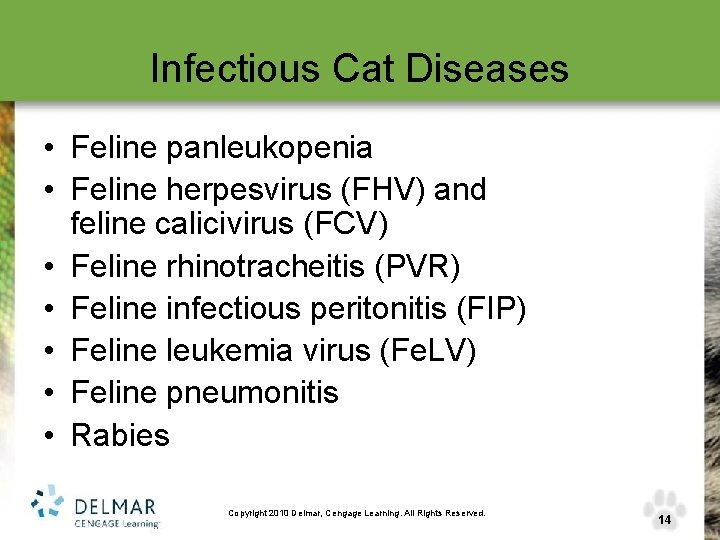 Infectious Cat Diseases • Feline panleukopenia • Feline herpesvirus (FHV) and feline calicivirus (FCV)