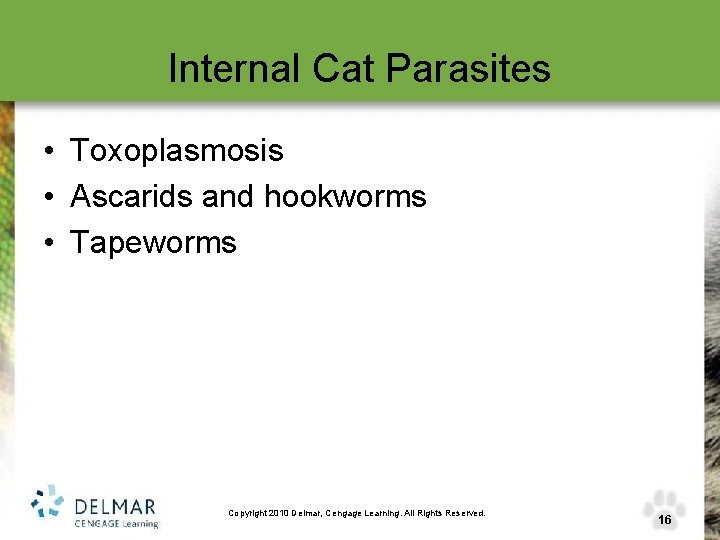 Internal Cat Parasites • Toxoplasmosis • Ascarids and hookworms • Tapeworms Copyright 2010 Delmar,