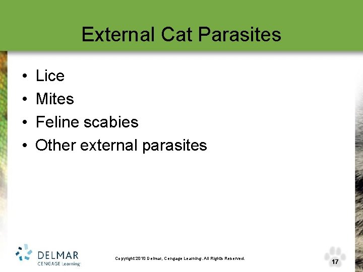 External Cat Parasites • • Lice Mites Feline scabies Other external parasites Copyright 2010