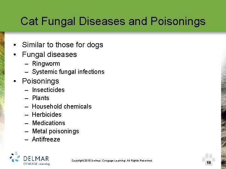 Cat Fungal Diseases and Poisonings • Similar to those for dogs • Fungal diseases