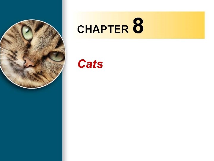 CHAPTER 8 Cats Copyright 2010 Delmar, Cengage Learning. All Rights Reserved. 2 