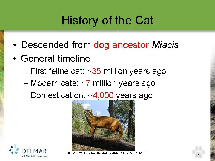 History of the Cat • Descended from dog ancestor Miacis • General timeline –