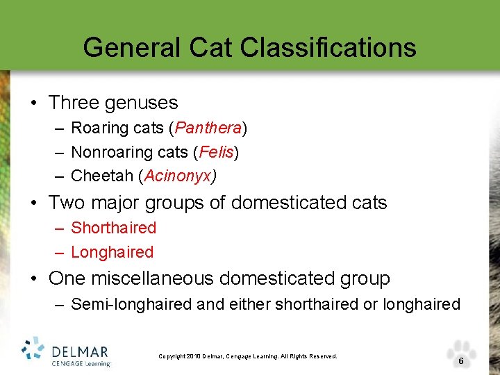 General Cat Classifications • Three genuses – Roaring cats (Panthera) – Nonroaring cats (Felis)