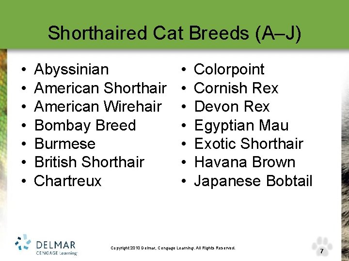 Shorthaired Cat Breeds (A–J) • • Abyssinian American Shorthair American Wirehair Bombay Breed Burmese
