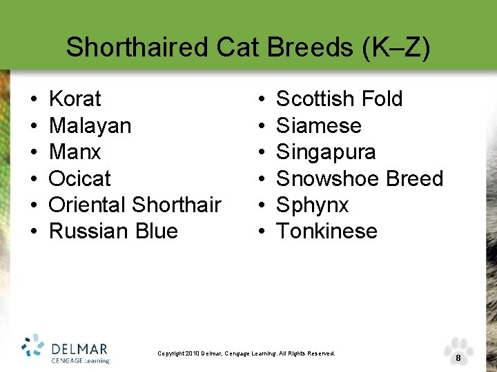Shorthaired Cat Breeds (K–Z) • • • Korat Malayan Manx Ocicat Oriental Shorthair Russian