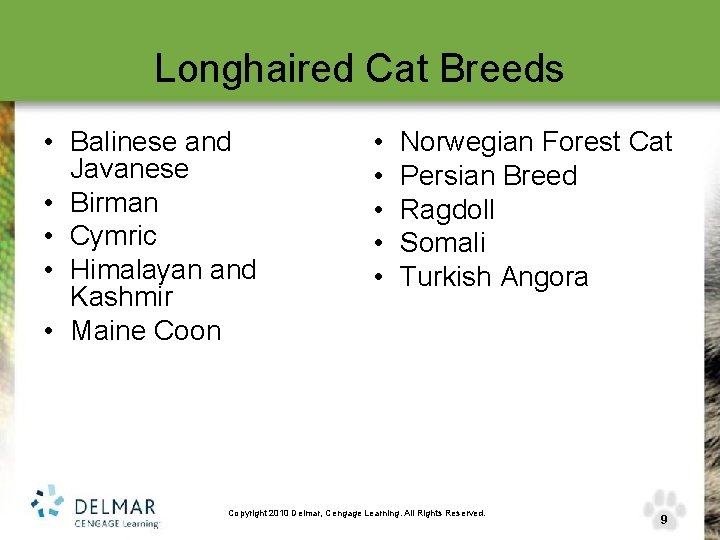 Longhaired Cat Breeds • Balinese and Javanese • Birman • Cymric • Himalayan and